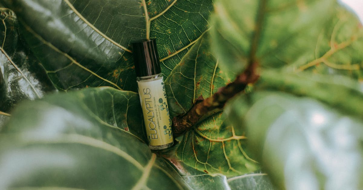 discover the power of natural remedies to improve your health and well-being. explore effective, herbal solutions for common ailments and enhance your holistic lifestyle.